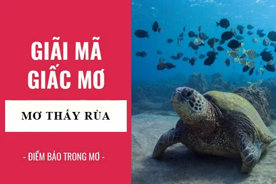 Con số may mắn đánh dễ trúng khi mơ thấy rùa