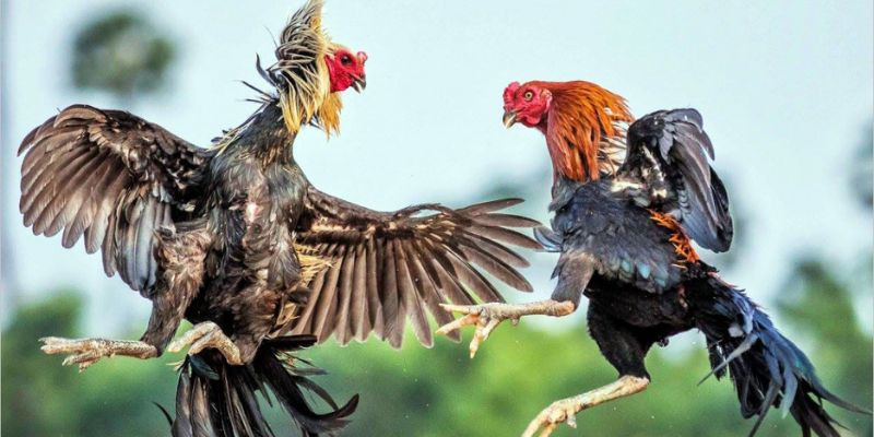 Lựa chọn trang chọi gà uy tín chất lượng